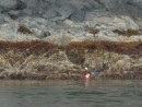 Hard to see, but this is an eagle with a large fish, too heavy to fly with it, so he swam ashore. Yes, eagles can swim!