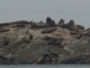 Stellar sea lions in Glacier Bay. The bulls are immense