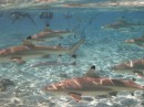 Swimming with black tipped reef sharks