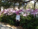 Azaleas and a Southern Belle