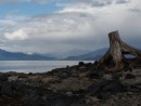 Looking toward the Stikine River from petroglyph beach