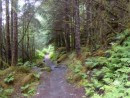 Rain forest trail