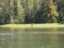 Black bear. Looks like a black spot, better through binoculars