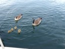 Canadian geese at Sydney