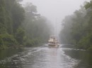 Spooky mist on the Dismal Swamp