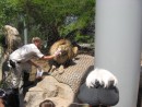 the keeper is squishing meat thru the fence for the lion