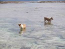 Fishing dogs-always out at low tide