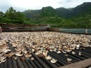 Drying copra, the meat from the center of a coconut. Waiting to be sent to Tahiti