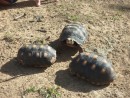 Turtles on Canouan