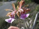 Orchid growing on side of the road.
