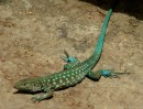 adult male lizard called a blo-blo, different species than other island with more vivid blue colors