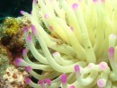 shrimp in the anemone