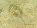 Lesser Electric Ray