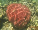 Starlet coral.