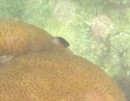 Bicolor Damselfish swimming around the brain coral.