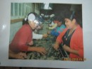 Final sorting done by hand for perfect looking beans. (photo of a photo on the wall as they were not harvesting when we were there).