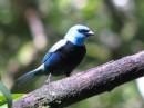 Pretty Blue-necked Tananger.