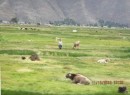 People working the fields by hand with cattle and sheep grazing nearby.