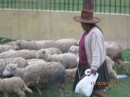 Woman herding sheep.