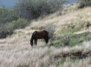 Wild horse grazing on the hill.  Herds of wild horses have denuded much of Ua Huka.