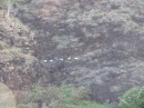 Goats high up on the cliff.  Wild goats and horses outnumber the people on Ua Huka 10:1.