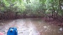 Lost in the mangroves - you need to check out the video!