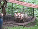 Hiking in the woods, we came across penned up pigs.  Guess someone is planning a party!