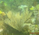 Sea rod coral.