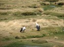 Andean geese.  They call them "stupid birds" in Peru.
