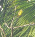 One of the many pretty yellow birds you see often in Panama.