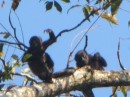 Juvenile Howler Monkeys, just sitting.