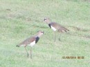 Southern Lapwings on the lawn at the marina.