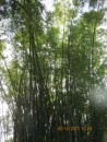 Bamboo trees 