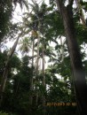 Rain forest with palm trees over 100 feet tall.