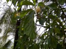 Noni tree or Morinda plant, with the noni fruit.