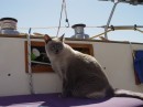 A sunny day in the cockpit always brings out the cat, even when we are sailing!