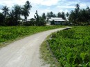 The main road across the island cuts through expansive taro gardens, as described in the book