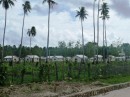 One of the 2 villages being constructed by a World Bank Project as a result of the tsunami