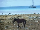 Even the horses forage on the beach for food.