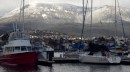 Barefoot in Prince of Wales Marina, Hobart, under the snow-clad Mt Wellington.