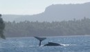 This is 2 whales!  They played around in our anchorage for about an hour - fantastic!