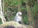 The very cute seal pup was there to meet us at Anchor Island