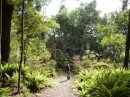 There was a vast array of ferns on the rainforest walks - no wonder NZ has the Silver fern leaf as its national emblem.