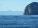 Cruising past Little Solander Is with the snow-capped mountains as a backdrop.  Many albatrosses checked us out, as well as the pretty little Cape Petrels.