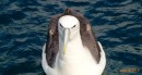 An optimistic Albatross waits.  Fending the Albatrosses off was part of the challenge of landing the Blue Cod.