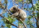 Koala chewing on gum leaves high up a tree at Cape Otway, Victoria