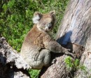 This koala was happy to pose for us in the wild, at Cape Otway, Victoria