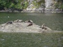 These cute seal pups, safely ensconced on this rock, were not perturbed by us. 