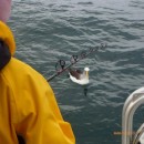 As soon as a fishing rod comes out; in come the albatross - waiting ....