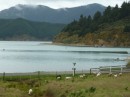 Oyster Bay, Port Underwood - just off Cook Strait (NE Sth Is) before Tory Channel .